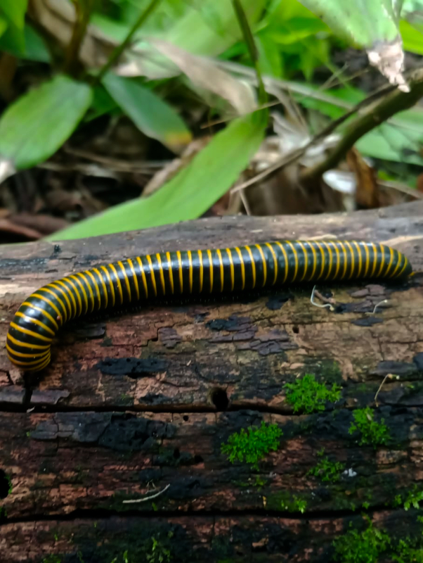 The valuable natural treasure protected by El Morado.